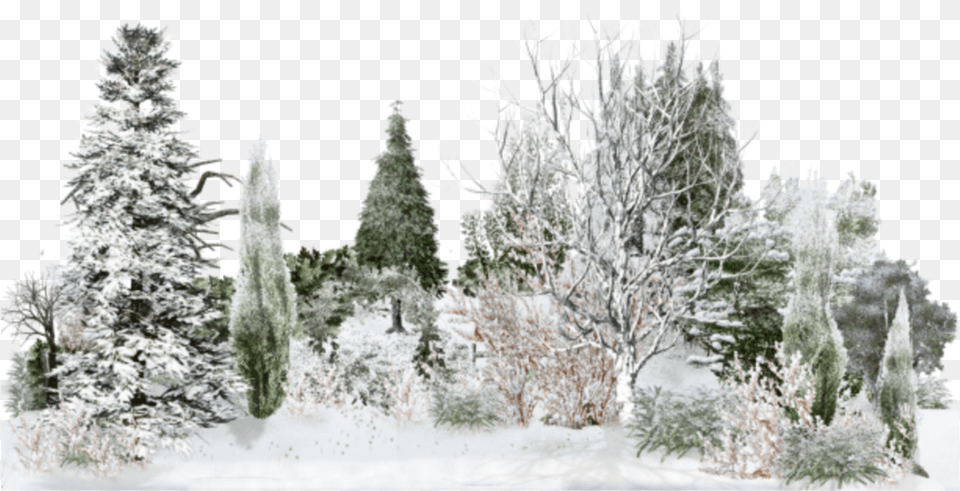 Snow, Pine, Fir, Tree, Ice Free Png