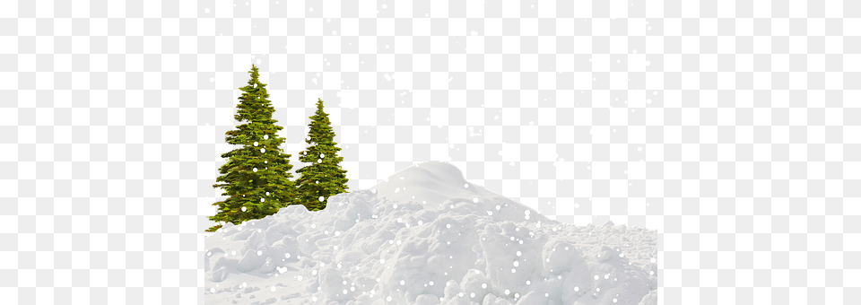 Snow Fir, Plant, Tree, Nature Free Png Download