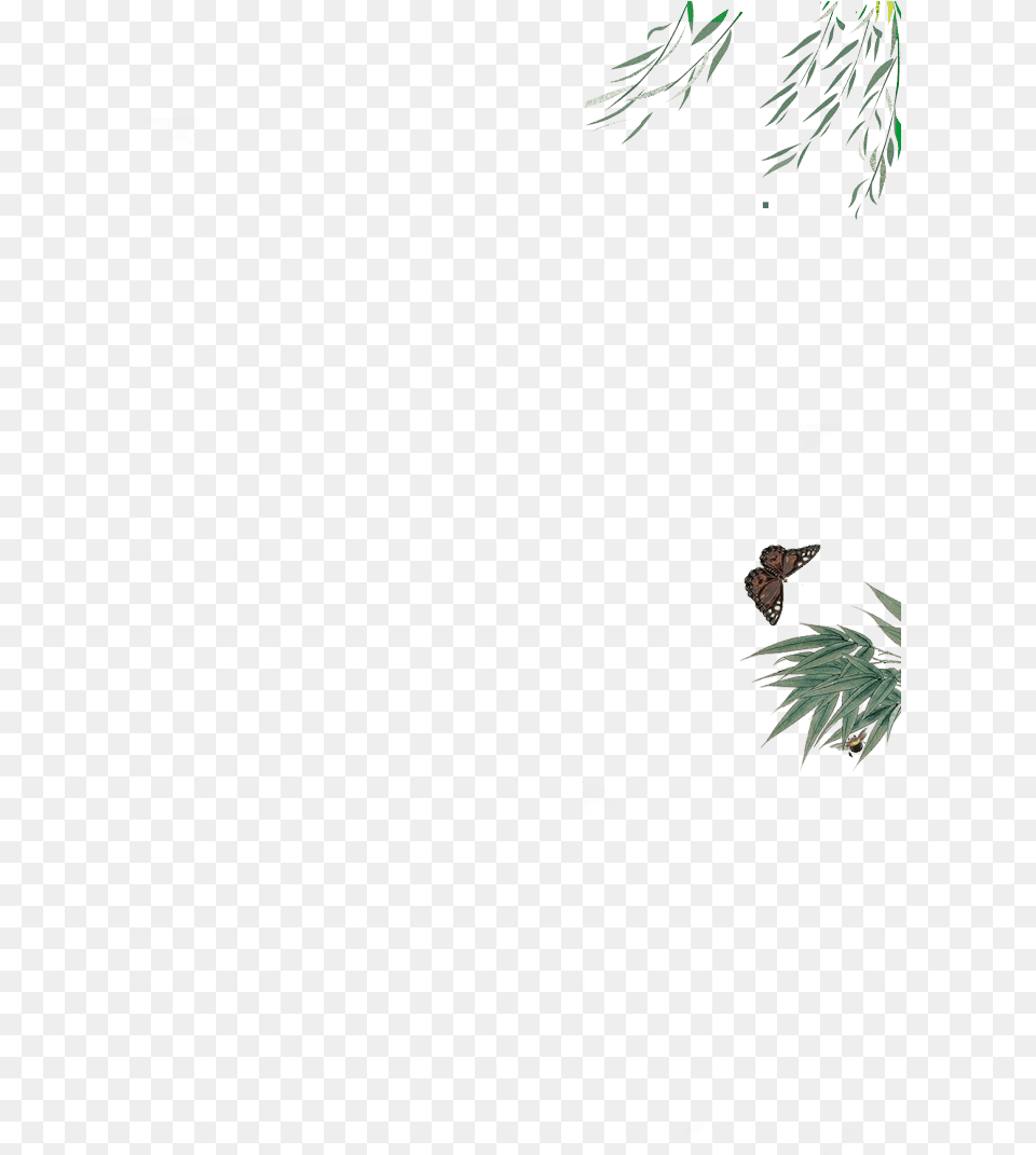 Snow, Conifer, Plant, Tree, Fir Free Png Download