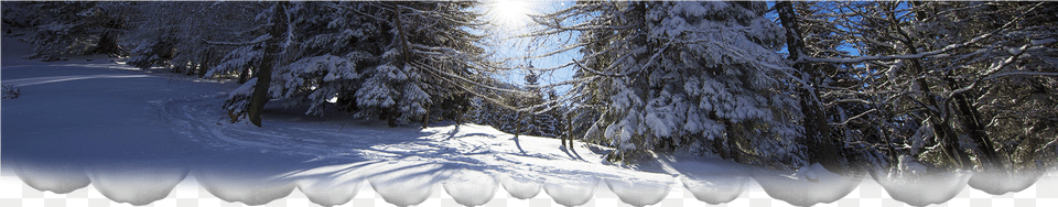 Snow, Plant, Fir, Tree, Nature Png