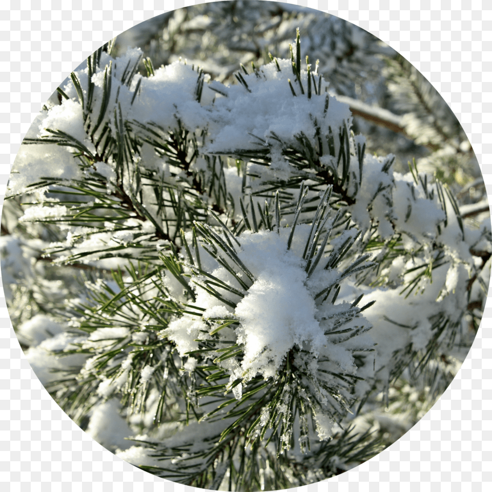 Snow, Fir, Tree, Ice, Plant Free Transparent Png