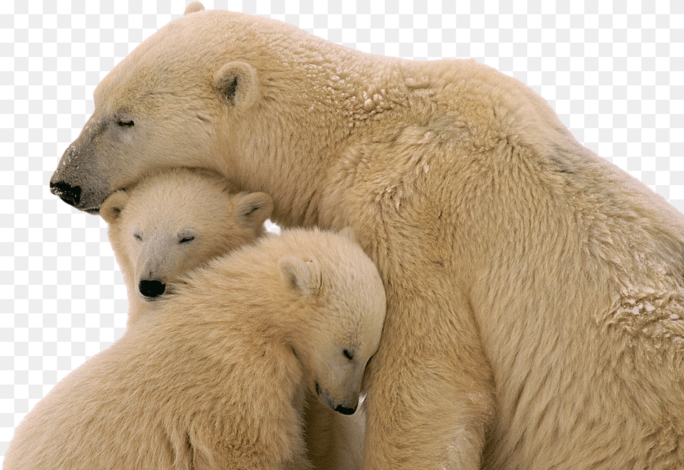 Snow Bear Polar Bear With Baby, Animal, Mammal, Wildlife, Polar Bear Png Image