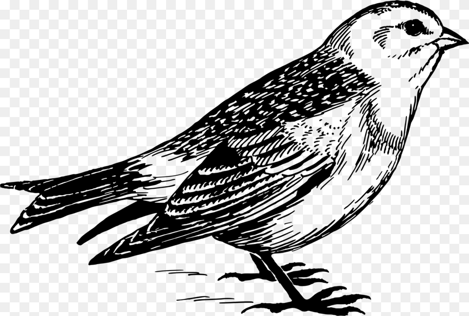 Snow Bunting Sparrow In Line Drawing, Gray Free Transparent Png