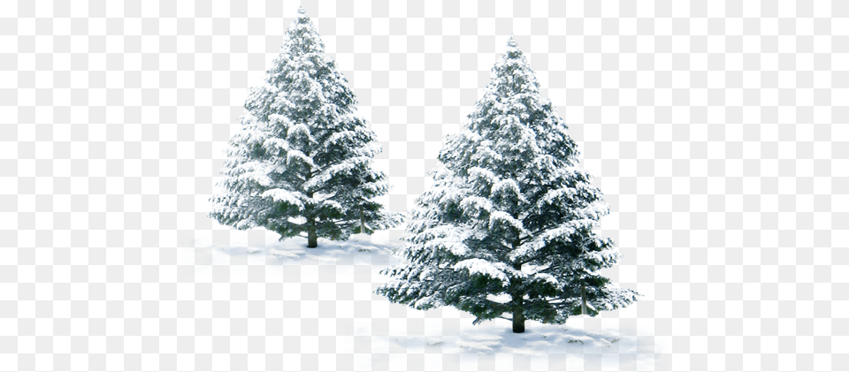 Snow Christmas Tree, Fir, Pine, Plant, Ice Free Png Download