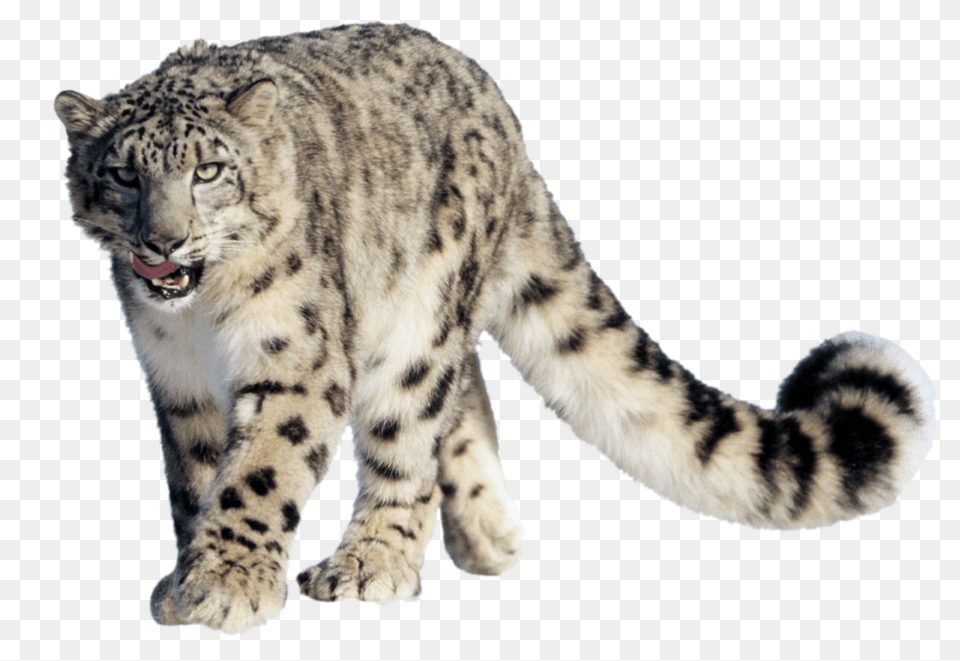 Snow Cloud Black And White Snow Leopard Background, Animal, Mammal, Panther, Wildlife Free Transparent Png