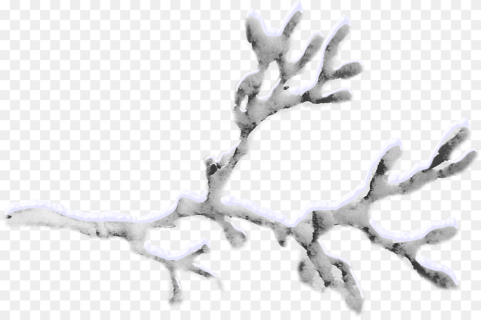 Snow Covered Branches Snow Tree Branch, Ice, Outdoors, Nature, Wood Free Png