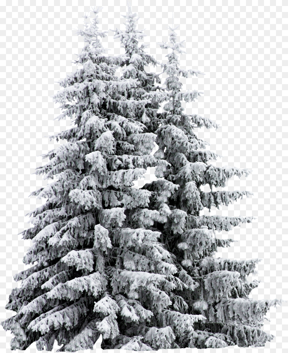 Snow Covered Trees Sketch Download Pine Trees Snow, Fir, Plant, Tree, Ice Free Transparent Png