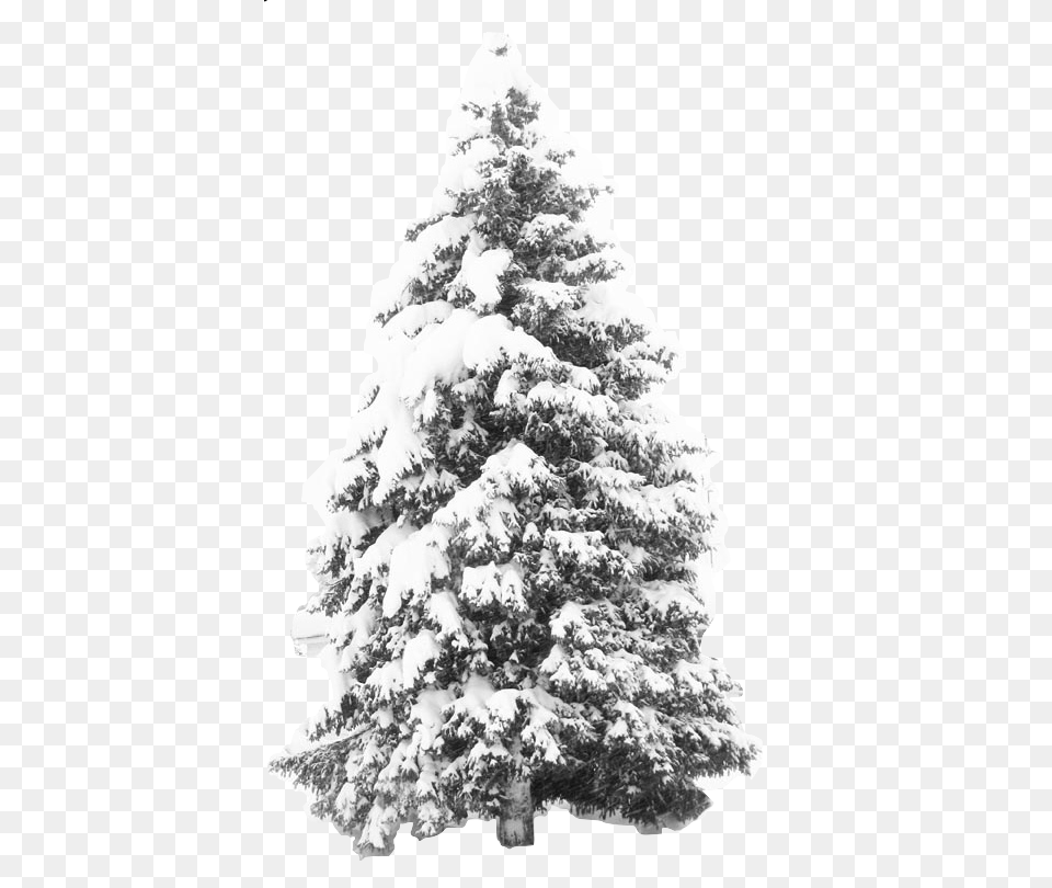 Snow Effect Winter Snow Tree Hd Download Snow Pine Tree, Fir, Plant, Adult, Bride Png