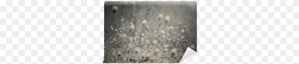 Snow Falling And Covering The Ground Wall Mural Pixers Vulnerability Strength, Nature, Outdoors, Weather, Ice Free Png