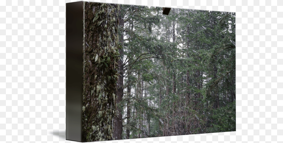 Snow Falling Grove, Woodland, Vegetation, Tree Trunk, Tree Free Png Download