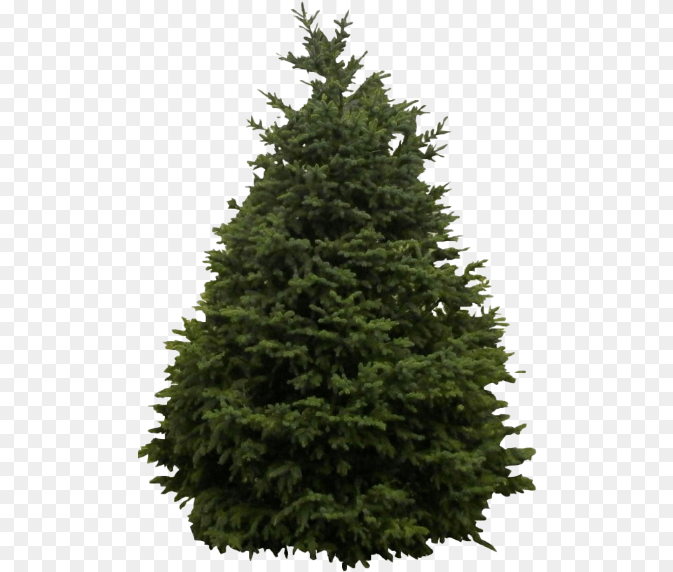 Snow Fir Tree Clipart, Pine, Plant, Conifer Png Image