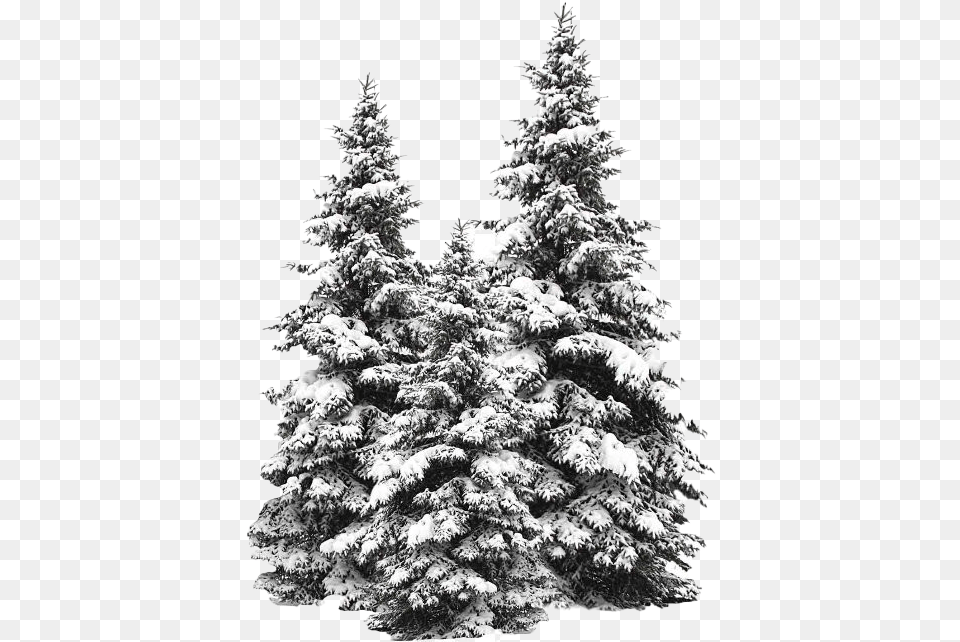 Snow Fir Tree Image Snow Tree, Plant, Pine Free Png