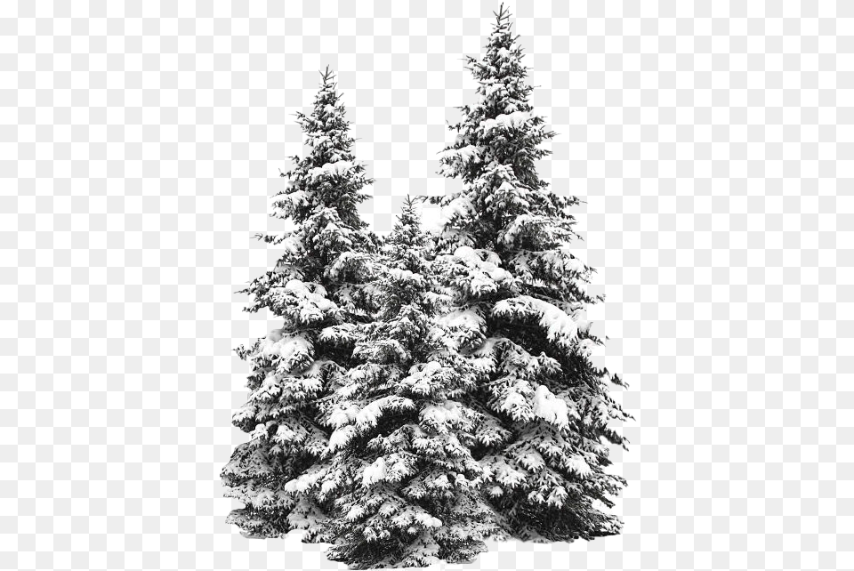 Snow Fir Tree Snow Tree, Plant, Pine Free Transparent Png