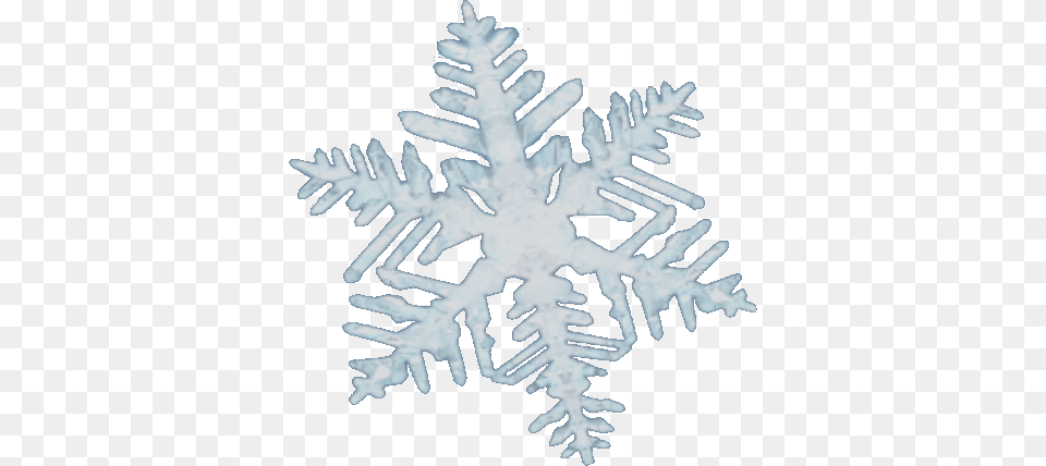 Snow Flake Sitka Spruce, Nature, Outdoors, Snowflake, Person Png Image