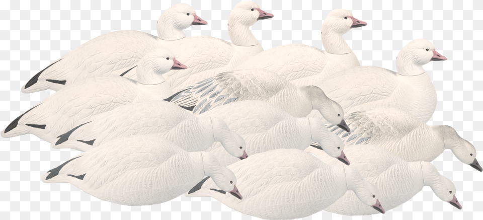Snow Goose, Animal, Bird, Waterfowl Free Transparent Png