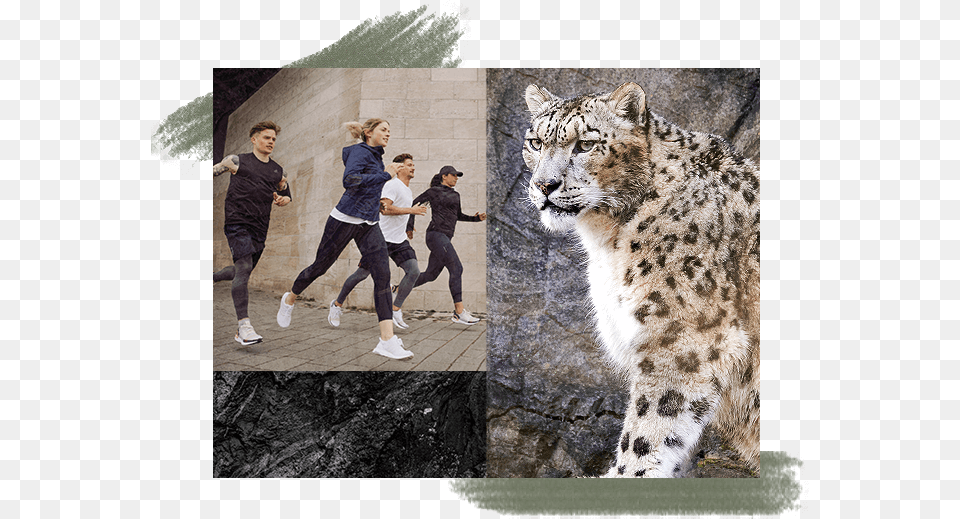 Snow Leopard, Art, Collage, Adult, Teen Free Transparent Png