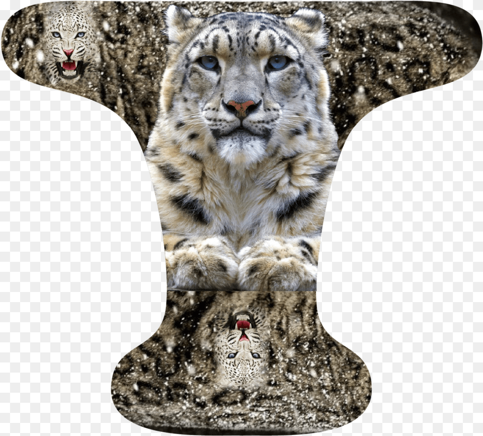 Snow Leopard, Panther, Animal, Wildlife, Mammal Free Png Download