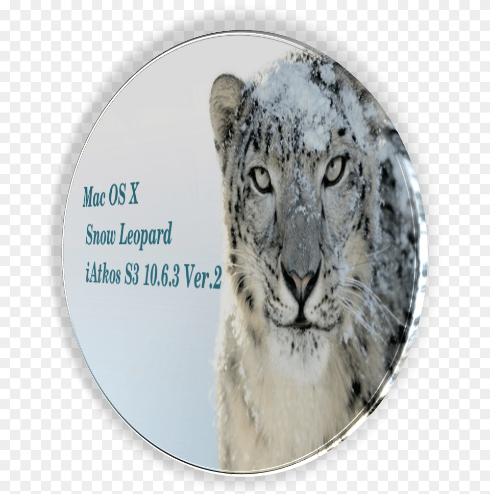 Snow Leopard, Animal, Mammal, Panther, Wildlife Png Image