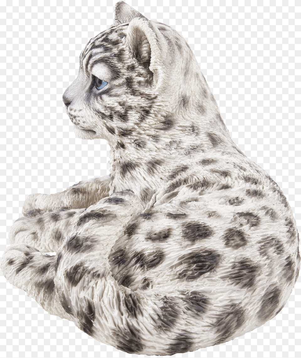 Snow Leopard Png Image