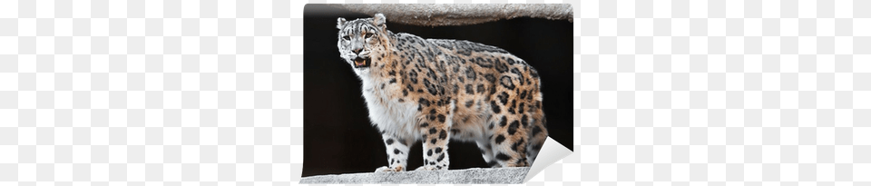 Snow Leopard, Animal, Mammal, Panther, Wildlife Png Image