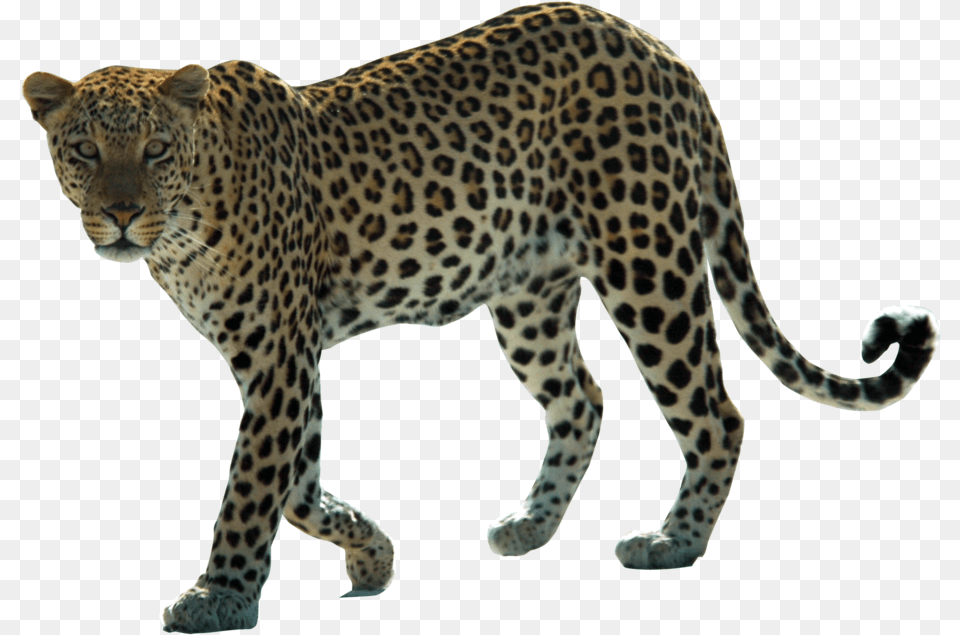 Snow Leopard Arabian Leopard African Leopard Felidae, Animal, Mammal, Panther, Wildlife Png
