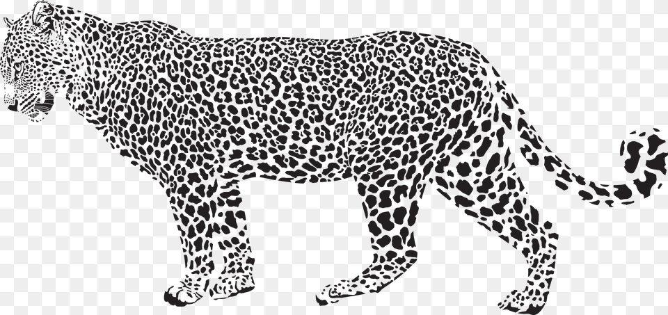 Snow Leopard Cheetah Clip Leopard Black And White, Animal, Mammal, Wildlife, Panther Png Image