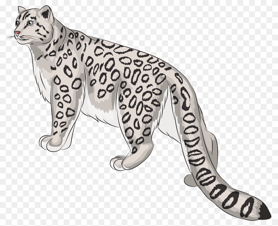 Snow Leopard Clipart, Animal, Mammal, Panther, Wildlife Png Image