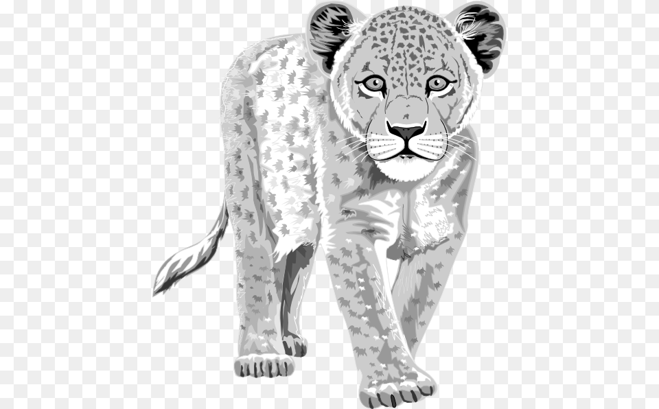 Snow Leopard Drawing Clipart Snow Leopard Clip Art, Animal, Mammal, Panther, Wildlife Free Transparent Png