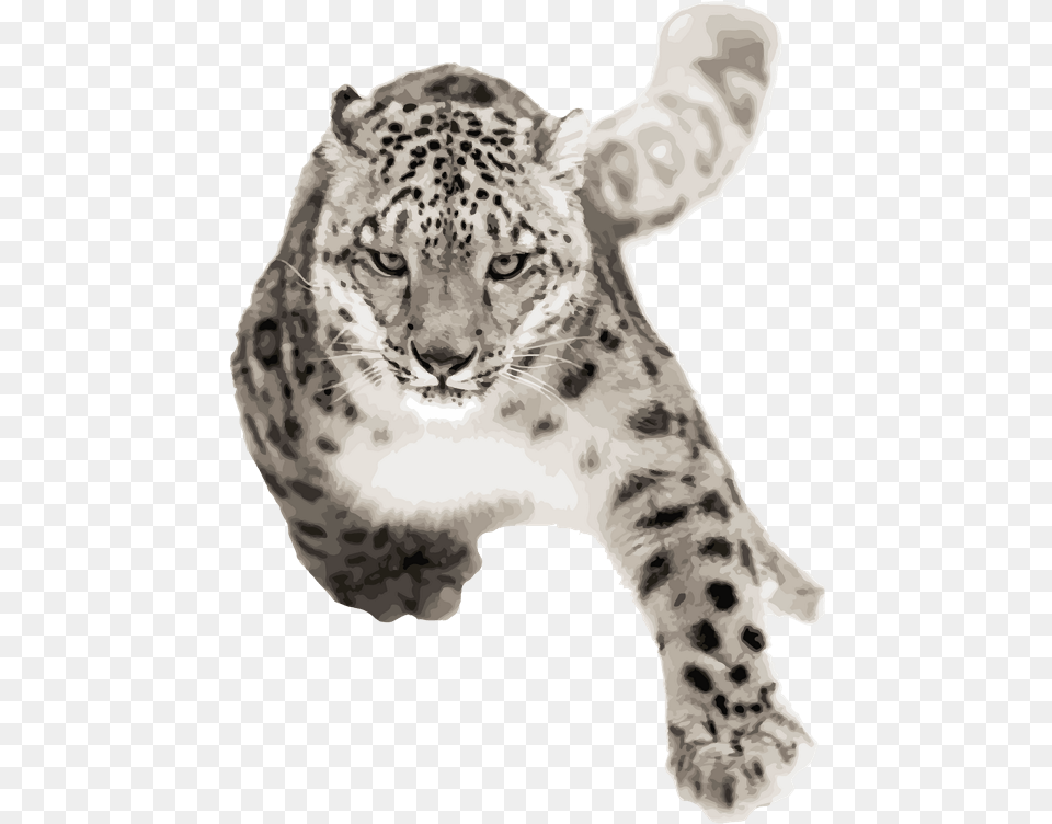 Snow Leopard Running, Animal, Mammal, Panther, Wildlife Png