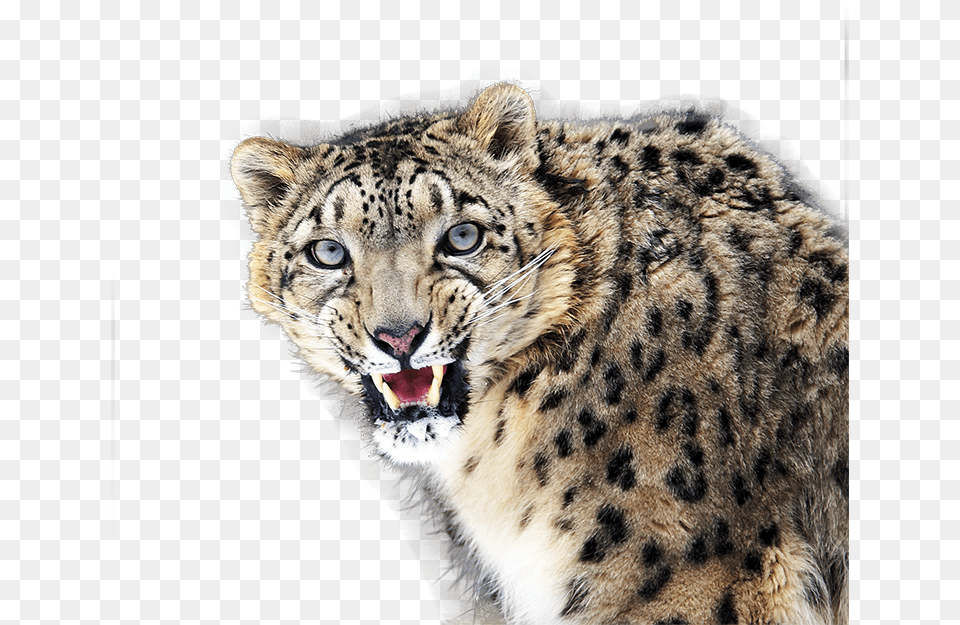 Snow Leopard Snow Leopard, Animal, Mammal, Panther, Wildlife Free Png Download