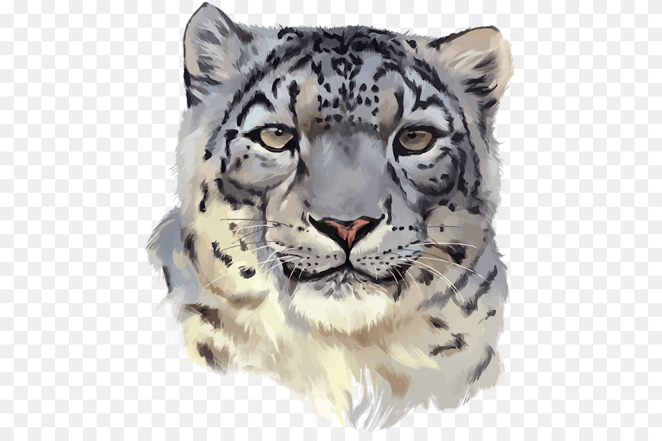 Snow Leopard Snow Leopard Face, Animal, Mammal, Panther, Wildlife Free Png