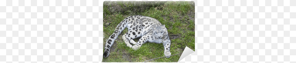 Snow Leopard Tail, Animal, Mammal, Panther, Wildlife Png Image