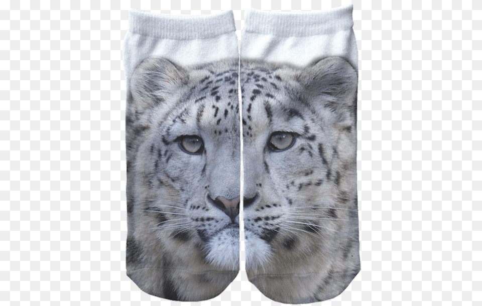 Snow Leopard Trust Snow Leopard, Animal, Mammal, Panther, Wildlife Free Transparent Png