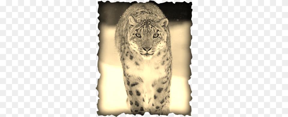 Snow Mountain Lion, Animal, Mammal, Panther, Wildlife Png