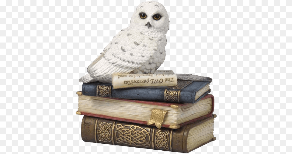 Snow Owl On Books Trinket Box Snowy Owl, Book, Publication, Animal, Bird Free Png Download