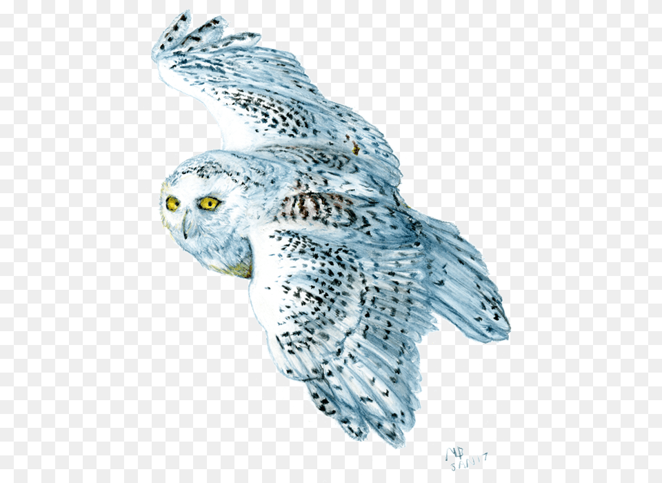 Snow Owl Owl Watercolour Sketch, Animal, Bird Png