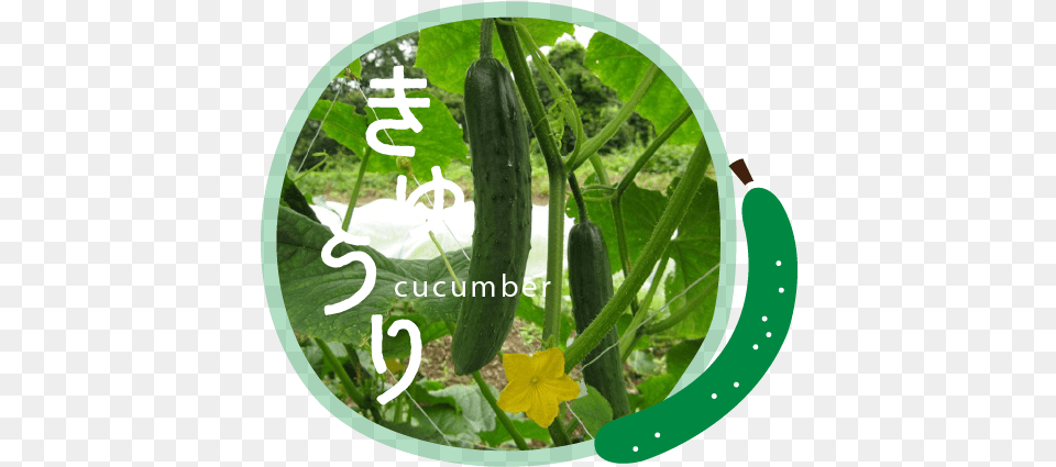 Snow Peas, Cucumber, Food, Plant, Produce Png Image