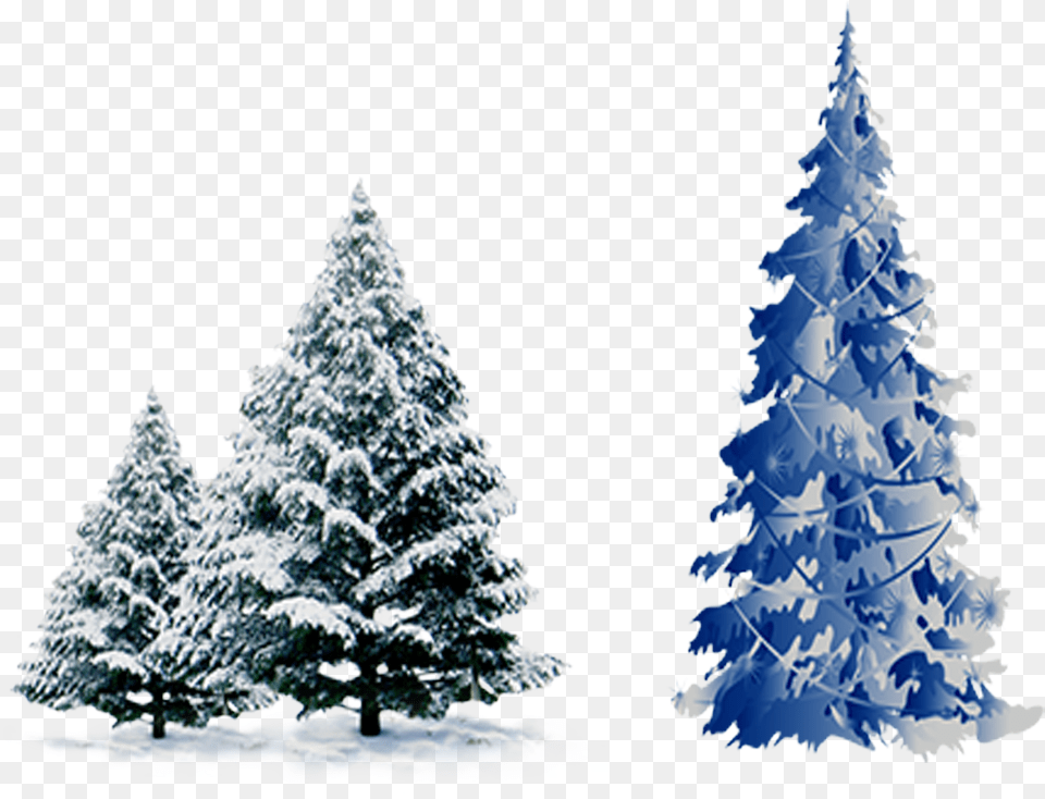 Snow Pine Pine Tree Snow, Fir, Plant, Christmas, Christmas Decorations Free Png