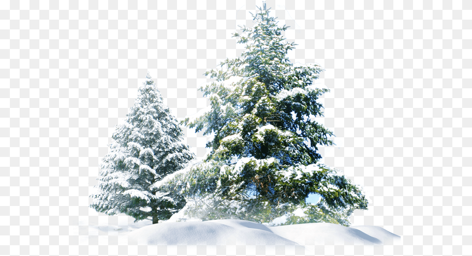 Snow Pine Tree Group Hd Images, Fir, Plant, Ice, Outdoors Png