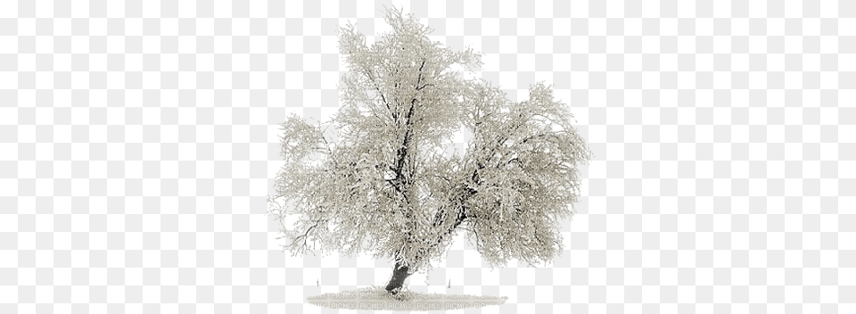 Snow Tree Derevya V Snegu, Weather, Ice, Nature, Outdoors Free Png