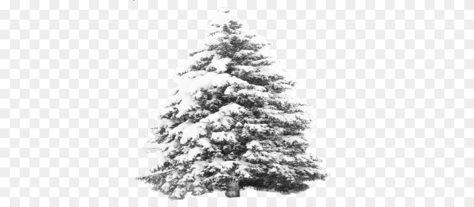 Snow Tree Transparent Roblox Transparent Pine Tree Snow, Fir, Plant, Adult, Bride Png