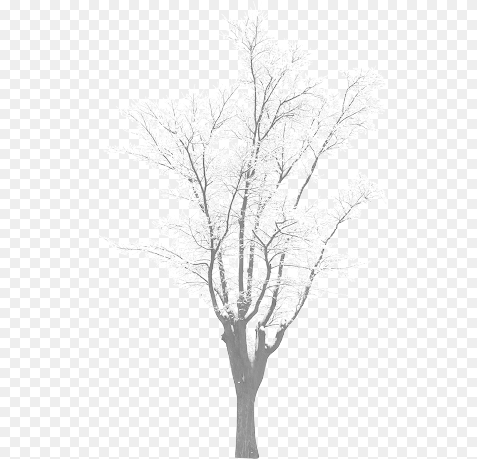 Snow Tree Tree With Snow, Weather, Plant, Outdoors, Nature Free Png