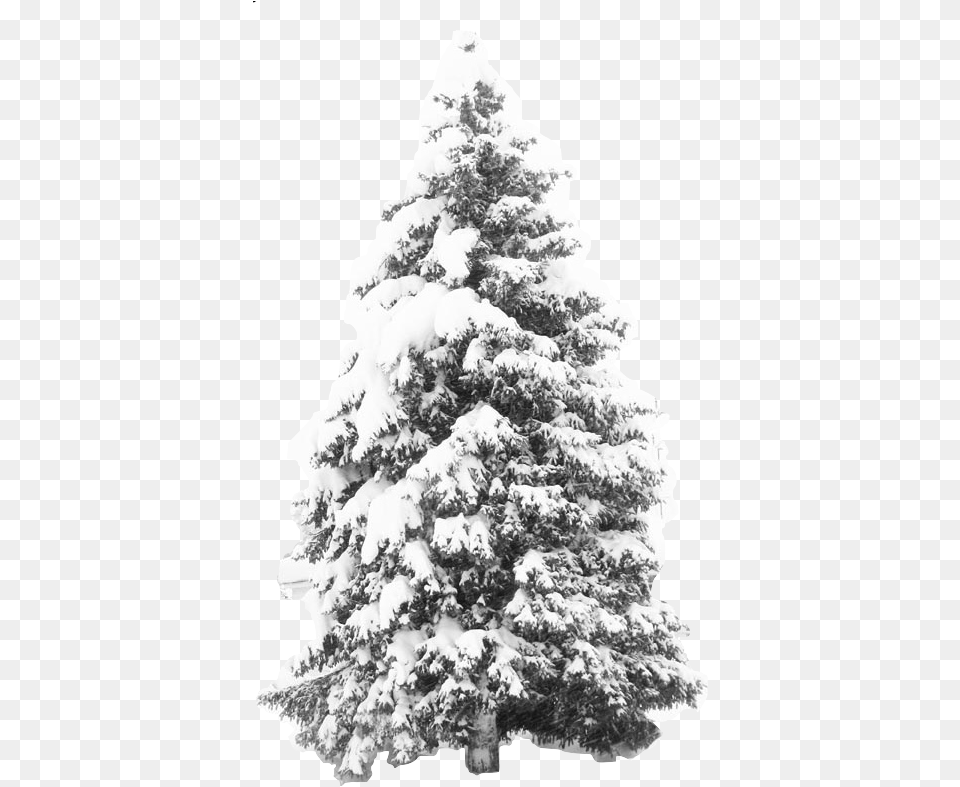 Snow Tree Winter Snow Tree, Fir, Plant, Adult, Bride Free Png
