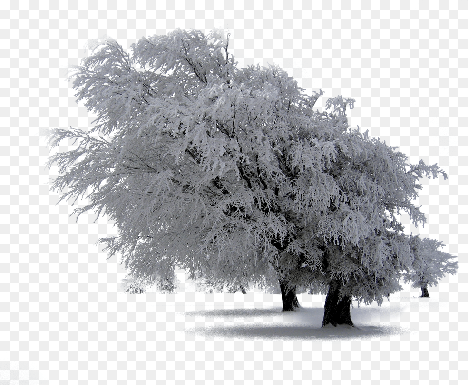 Snow Trees Photoshop Overlays Backgrounds Backdrops Nature Overlays Transparent Winter Snow Png Image