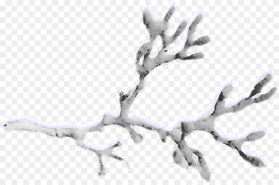 Snow Twig Snowcovered Branches Transparent Snow Tree Branch, Ice, Outdoors, Nature, Wood Png Image