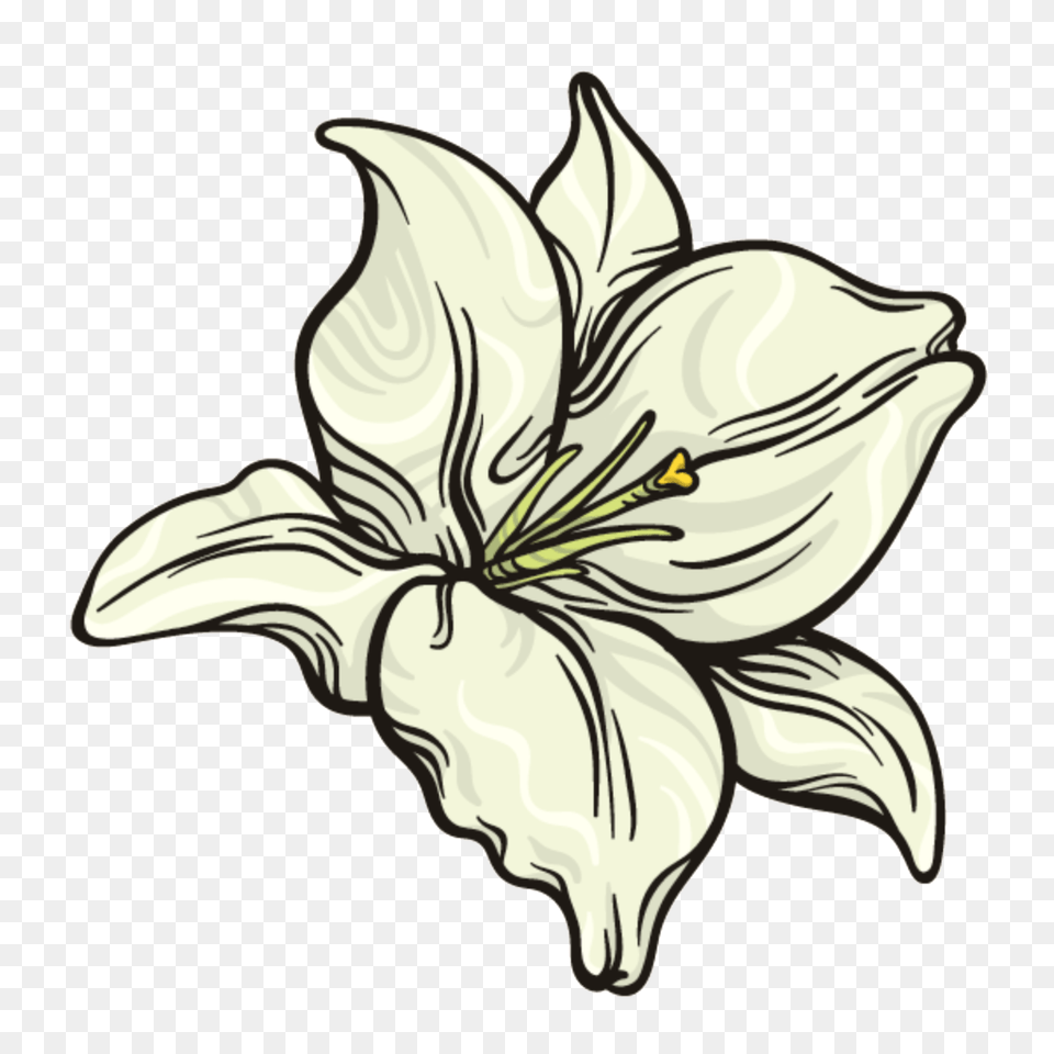 Snow White Flower Transparent Vector, Plant, Lily, Anther Free Png Download