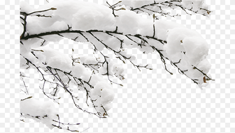 Snow Winter Fundal Winter Tree Branch, Ice, Nature, Outdoors, Weather Free Png Download