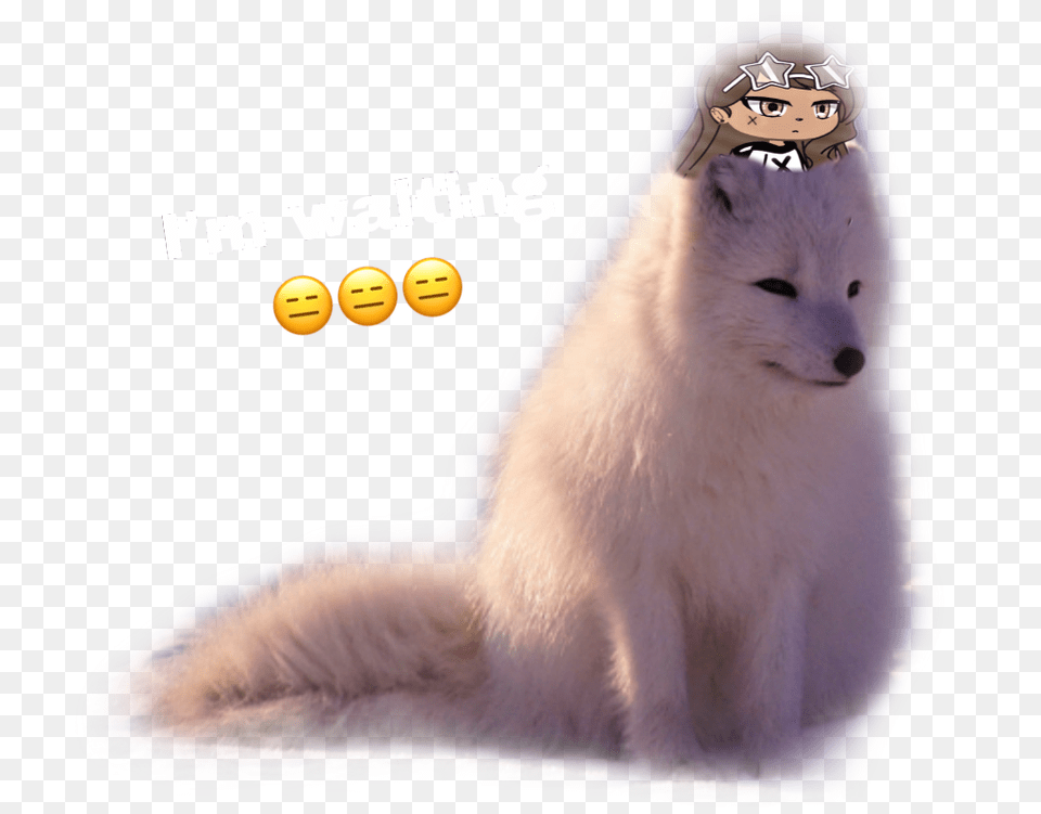 Snow Wolf Sad Ferret, Animal, Mammal, Fox, Wildlife Png