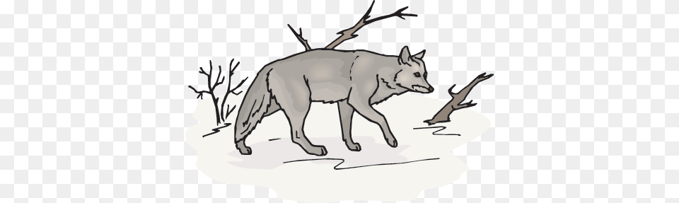 Snow Wolf Wolf, Animal, Coyote, Mammal, Canine Png