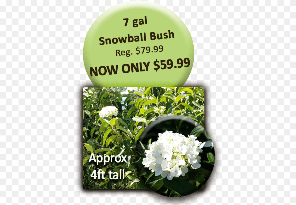 Snowball Bush Board Walk, Flower, Herbal, Herbs, Plant Free Png Download